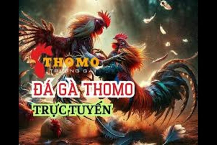 đá gà thomo trực tiếp