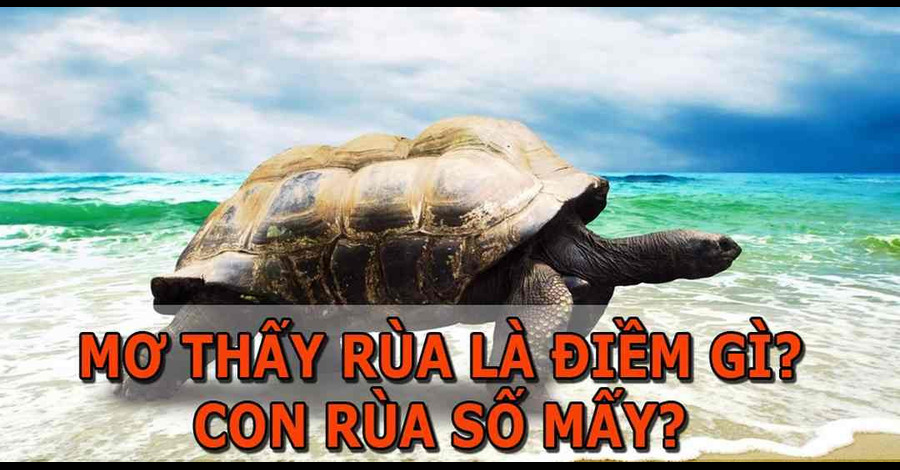 giac mo thay con rua