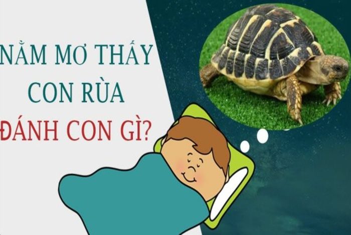 Giải Mã Giấc Mơ Thấy Con Rùa: Bí Ẩn Tâm Linh Và Những Con Số May Mắn