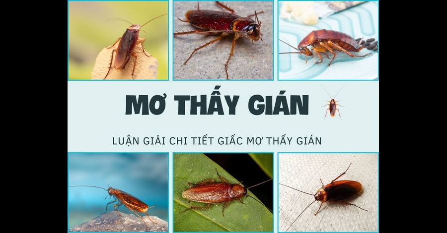 giai ma giac mo thay gian 1