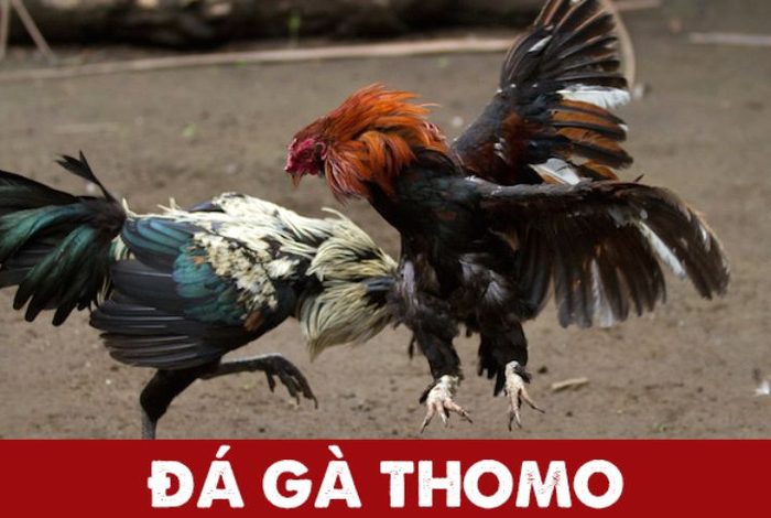 đá gà thomo nhà cái uy tín