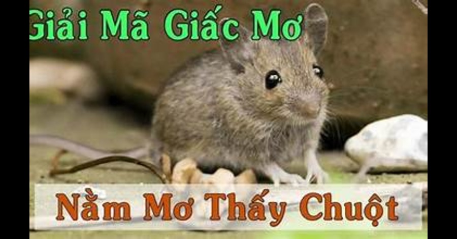 Giac Mo Thay Chuot Dong